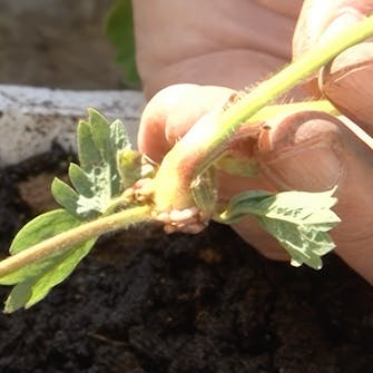 mansikat pistokkaat mansikat pistokkaat